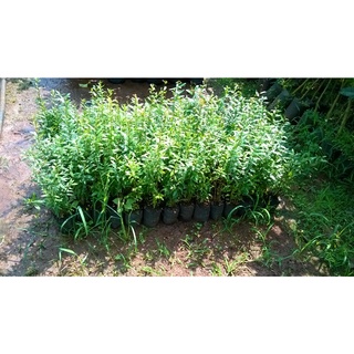 CÂY GIỐNG LỰU BẠCH MINI [ TRỒNG CHẬU ĐƯỢC, HÌNH THẬT ].