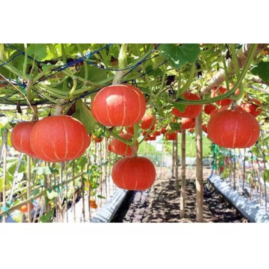 Hạt giống bí ngô mặt trời đỏ gấc nhập Thái lan nguyên gói  ~ 6 hạt (Orange Japanese Pumpkin)