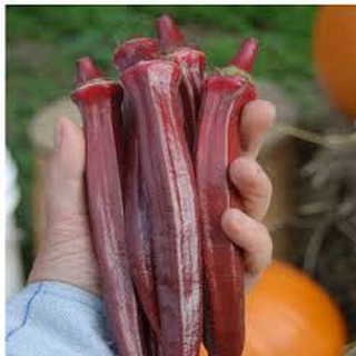 Hạt giống Đậu Bắp Đỏ gói 5gram