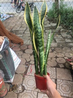 Com bô 11 cây lưỡi hổ