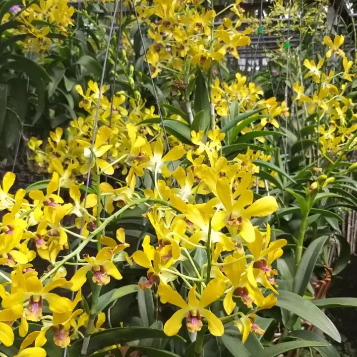 Phong lan Dendro nắng xưa Pensoda hoa thơm nức mũi, cây trưởng thành, cho hoa Tết, chậu phi 12cm