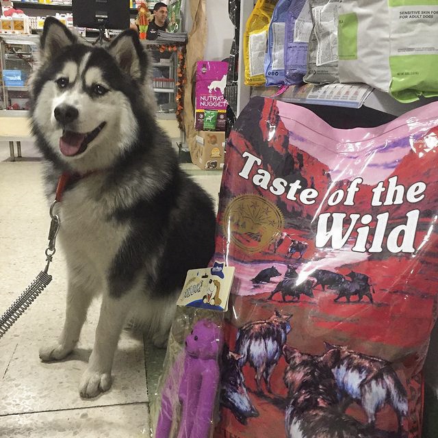 Thức Ăn Cho Chó Husky Taste Of The Wild Bao 2kg - Southwest Canyon Thức Ăn Cho Chó, Vị Thịt Heo Rừng, Trái Cây Rau Củ