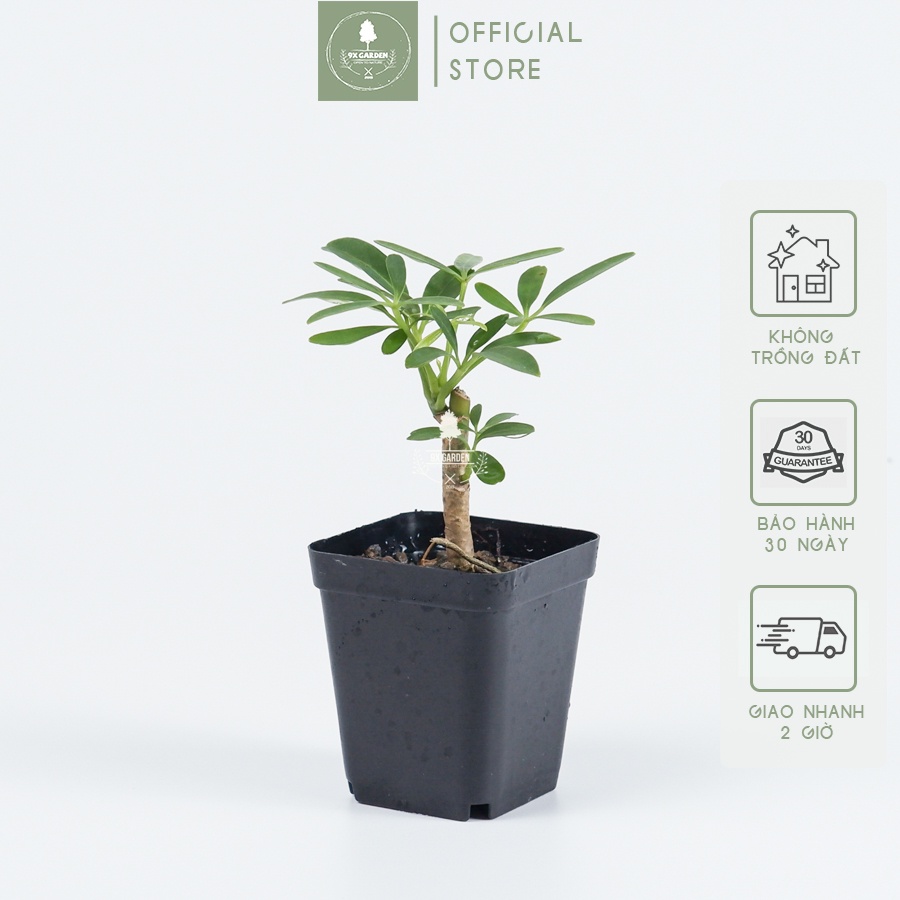 Ngũ Gia Bì - Schefflera arboricola - Cây Terrarium - Cây Trồng Bán Cạn - 9X GARDEN