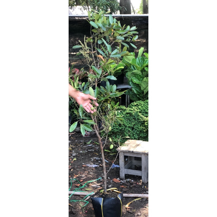 Cây Cà Na cao 120cm -150 cm