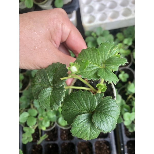 5 cây Mô ly dâu tây 1-1,5 tháng có 9-10 giống dâu, inb shop để biết chi tiết tên giống