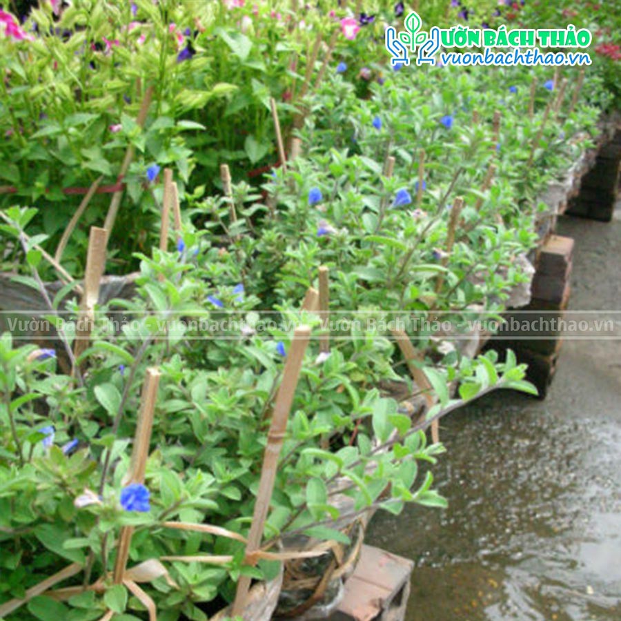 Cây thanh tú trồng công trình