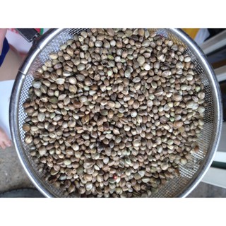 hạt láng tròn hạt Hemp 1kg