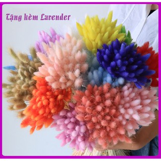 🌸10 bông cỏ đuôi thỏ/cỏ lau Mỹ - Hoa khô Lagurus Bunny Tails - Decor chụp ảnh