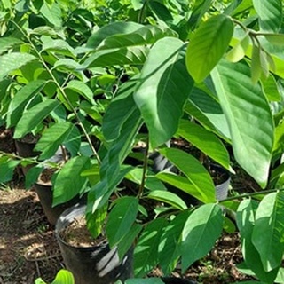 Cây Giống Na Sầu Riêng