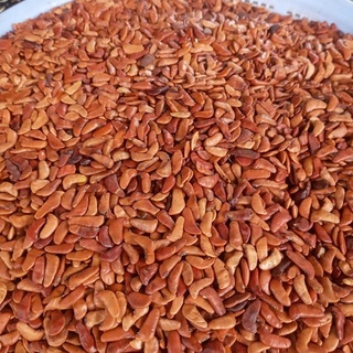 100 gram hạt giống cây giáng hương