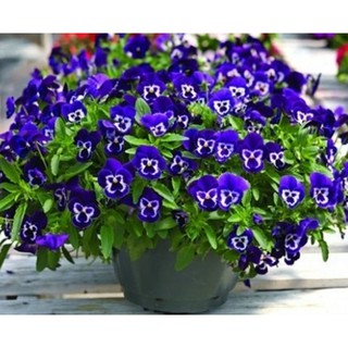Hạt giống hoa Păng xê tím