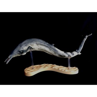 Mô hình PNSO Cá voi Tiền sử Basilosaurus