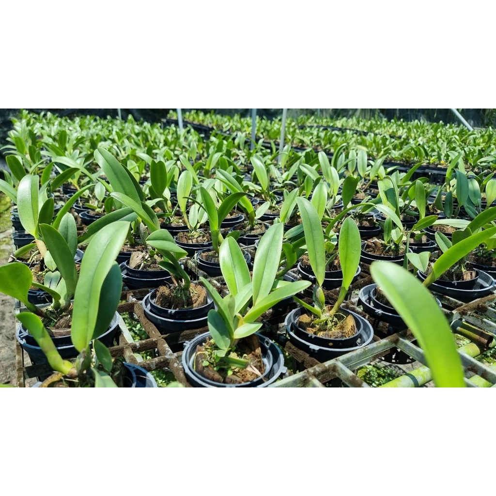 cattleya roungnapga fancy 2 hồng lợt size trung sắp ra hoa  lạ đẹp mắt