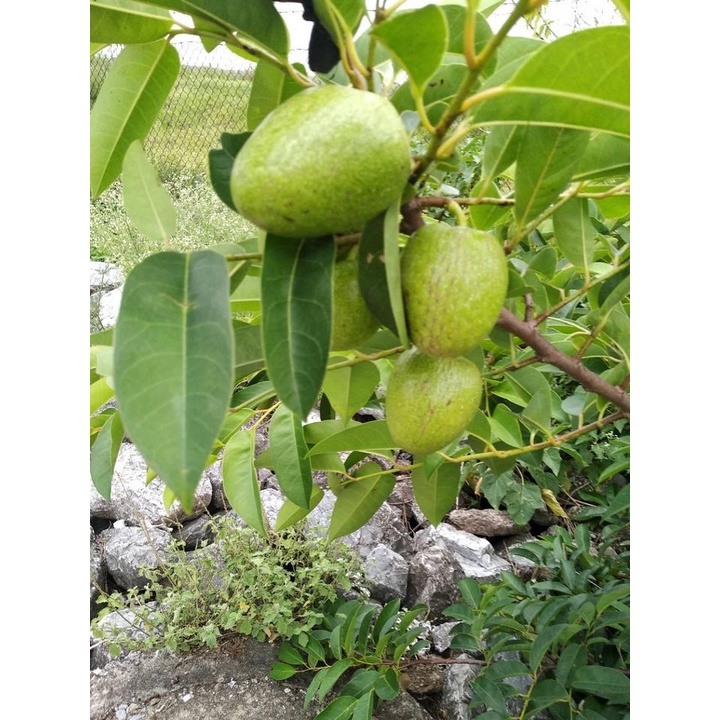 TRÁI BÌNH BÁT XANH NON TƯƠI RÓI 2KG ohkhon