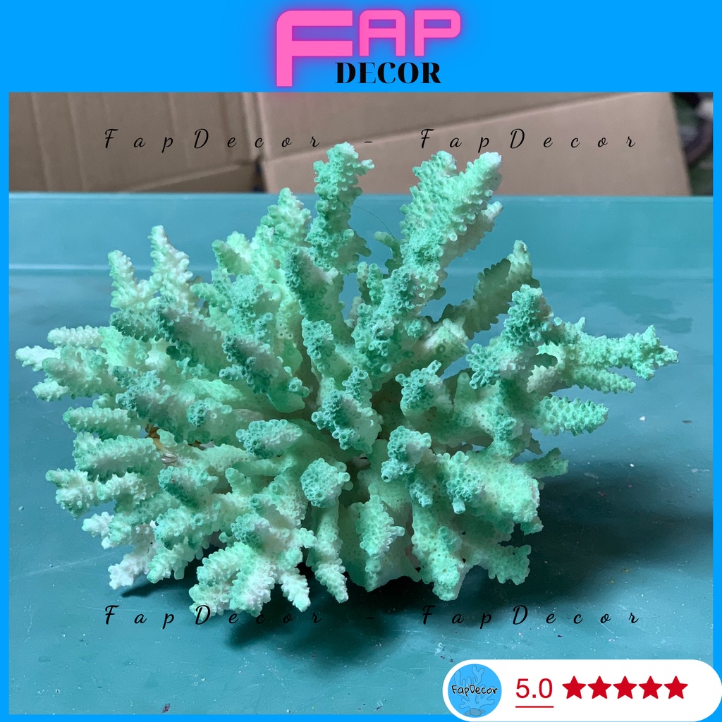 SAN HÔ BÔNG RẠN PHỐI LOANG MÀU, BÔNG RẠN PHỐI MÀU SIÊU ĐẸP DECOR THỦY SINH TRANG TRÍ NHÀ CỬA