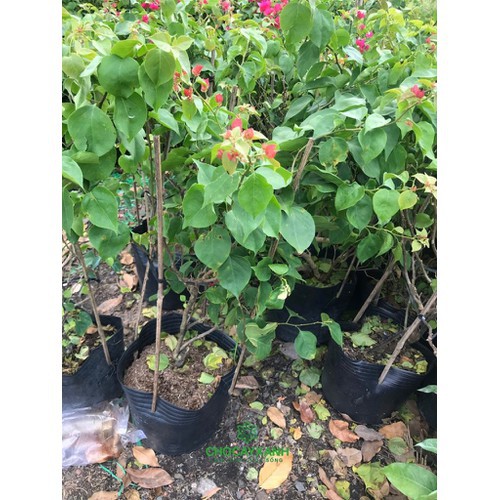 HOA GIẤY MÀU ĐỎ XÁC PHÁO,HOA GIẤY MÀU ĐỎ XÁC PHÁO