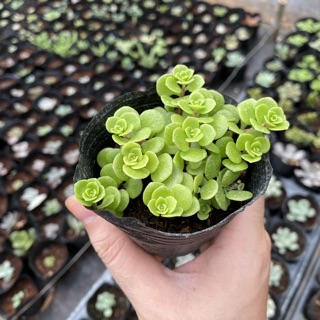 Sen đá sedum vảy cá