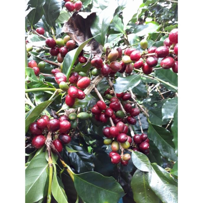 Cà Phê Hạt Specialty Colombia Supremo Washed - COTERO Coffee, pha Drip, Coldbrew, Espresso... | BigBuy360 - bigbuy360.vn