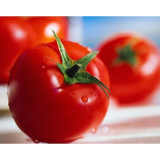 Hạt Giống Cà Chua 25 Hạt