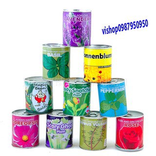 HẠT GIỐNG HOA - CÂY - GIỐNG HẠT ĐẬU THẦN KÌ