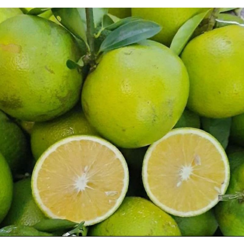 CÂY GIỐNG CAM SOÀN SIÊU NGỌT