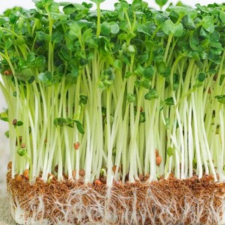 50Gr - Hạt giống rau mầm củ cải trắng