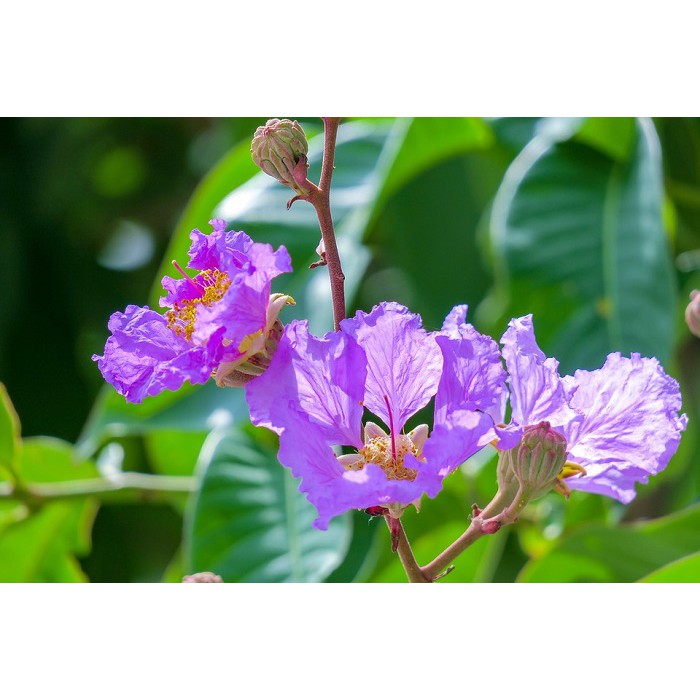 CÂY GIỐNG BẰNG LĂNG TÍM, CAM KẾT CHUẨN GIỐNG F1