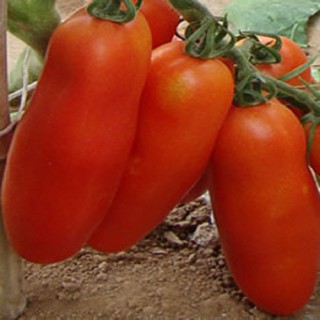 HẠT GIỐNG CÀ CHUA CHUỐI