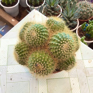 Xương rồng bóng vàng chùm
