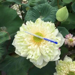 Hạt giống sen bách diệp Thái Lan