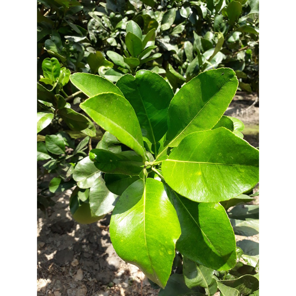 Phân bón lá. Bung chồi vọt đọt, kích rễ, bung chồi chuyên cây có múi. Chai 500ml