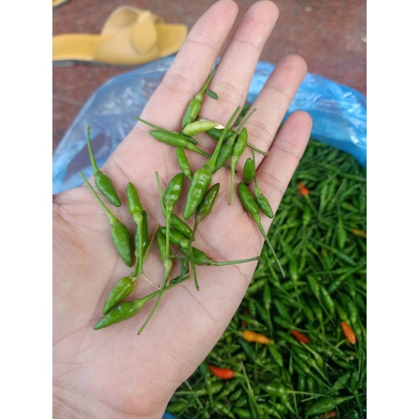 Ớt gió Đồng Văn Hà Giang có hương vị rất riêng, thơm mùi thảo mộc hơi hoang dã, độ cay vừa phải, không cay gắt hộp 300g