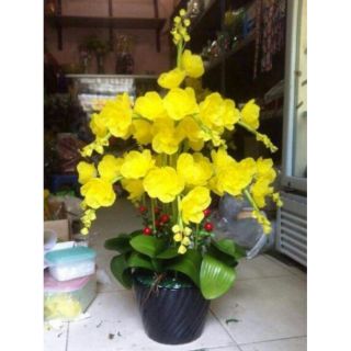Combo đầy đủ bộ nguyên liệu bình lan hồ điệp vàng