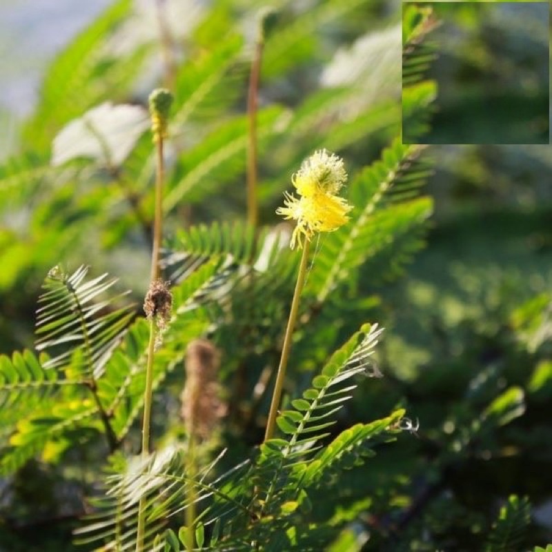 Hạt Giống Rau Nhút - Rau Rút Dút - Gói 50 hạt