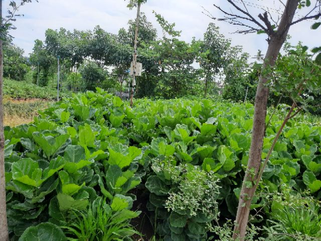 Cây bàng singapo cao 50 -70 ( loại nhỏ )