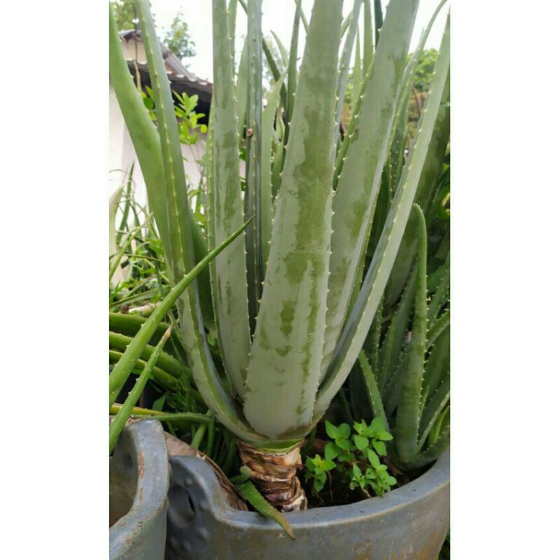 Giống nha đam mỹ bẹ to