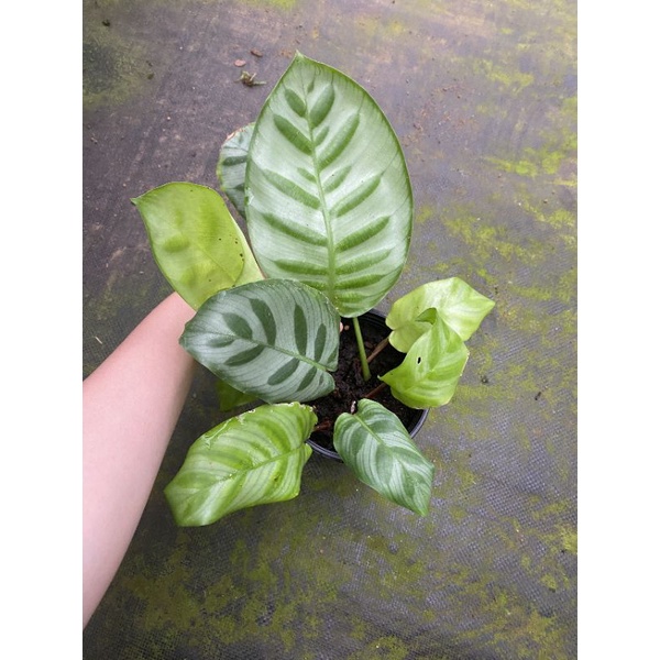 Chậu cứng Calathea Bella