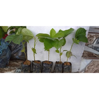 Cây Giống Chuẩn Cây Vả Mật