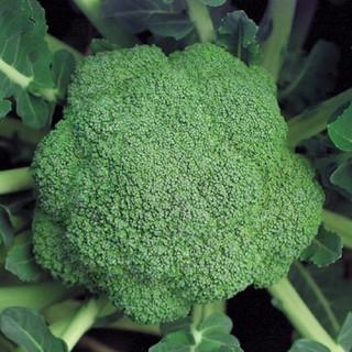 Hạt Giống Súp Lơ Xanh kháng bệnh tốt