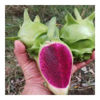 CÂY GIỐNG THĂNG LONG VỎ XANH RUỘT TÍM
