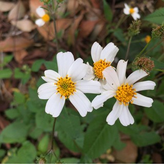 Hạt giống cúc xuyến chi tự thu hoạch