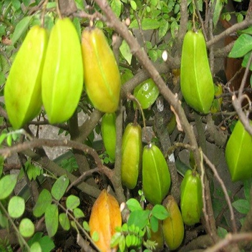 Hạt giống Khế chua - Tặng gói kích nảy mầm