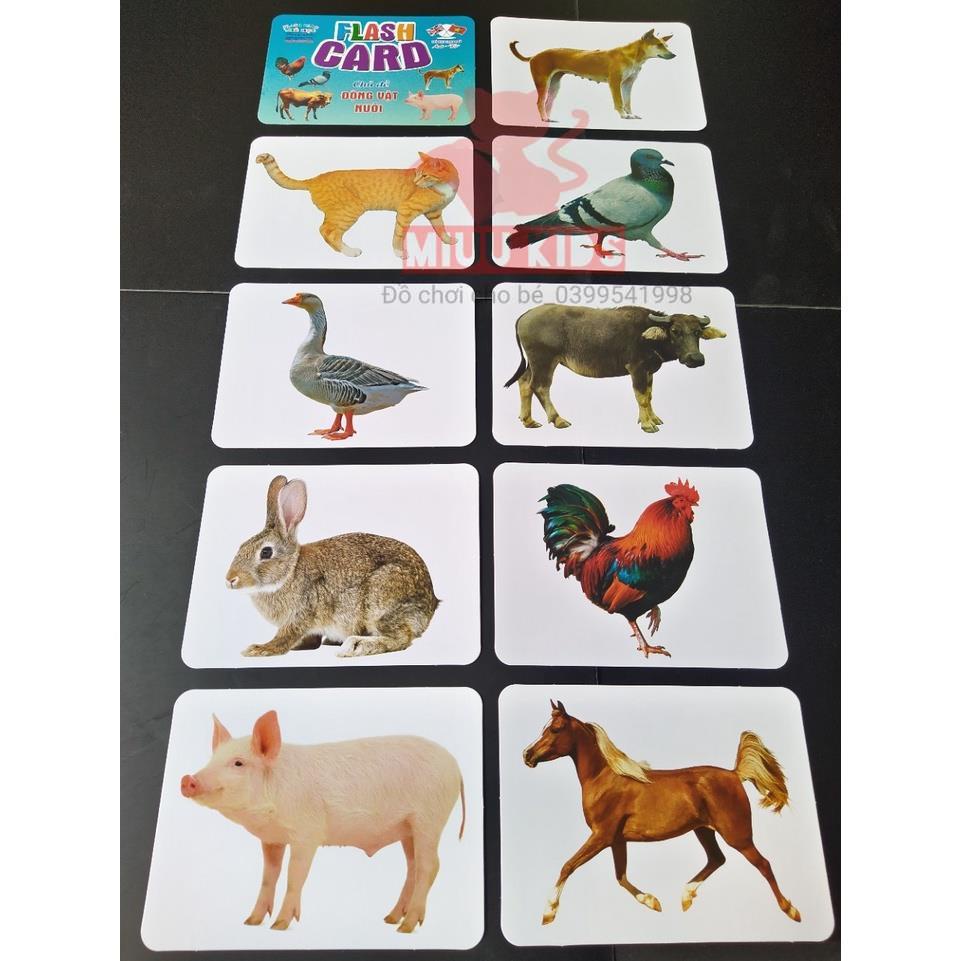 Bộ Thẻ Học Thông Minh_  Song Ngữ Chuẩn Glenn Doman Flashcard - Chủ Đề Đồ Dùng Cá Nhân và Đồ Dùng Gia Đình