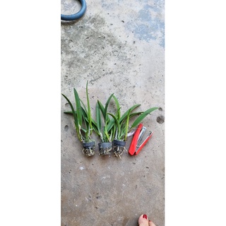 HOA LAN BRASS NGÔI SAO NHỎ cây giống