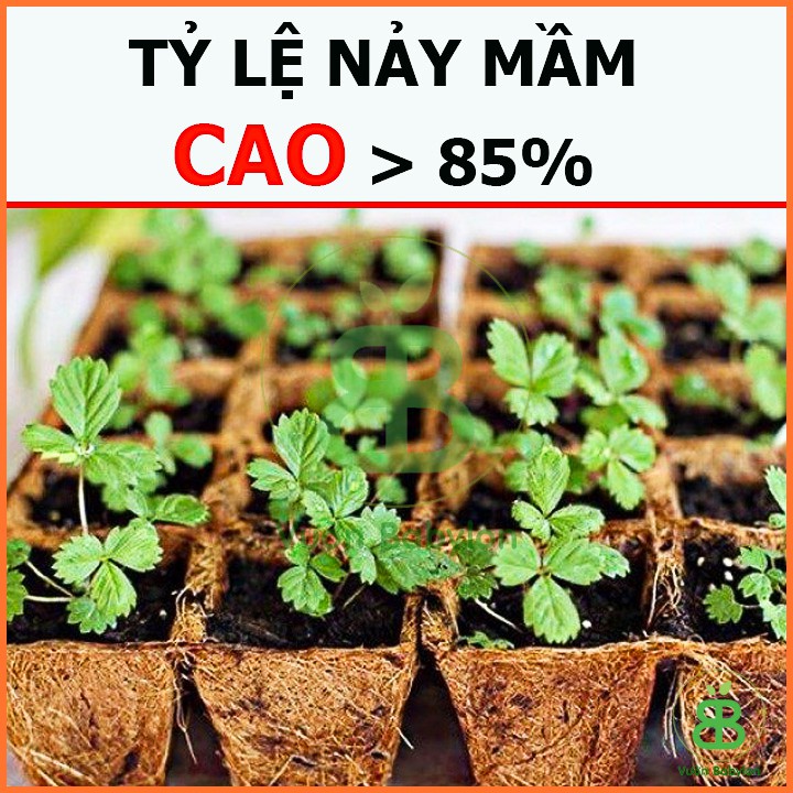 Hạt Giống Dâu Tây Quả To, Chịu Nhiệt 10Hạt