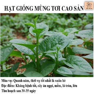 Hạt giống rau mùng tơi cao sản LUCKY SEEDS