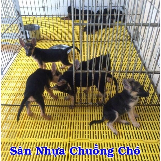 Tấm nhựa lót sàn chó , mèo , gà , lợn ....