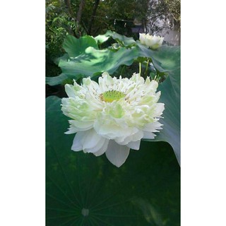 Sét 11 hạt sen cung đình và quan âm