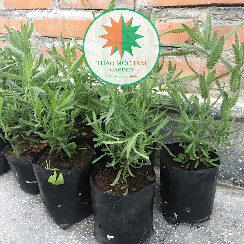 Cây Oải Hương - Cây Lavender