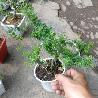 Linh Sam dáng Bonsai mini